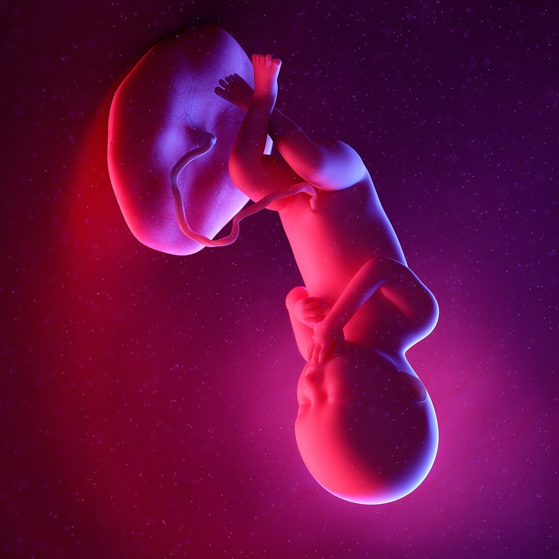 Fetus at week 36, illustration