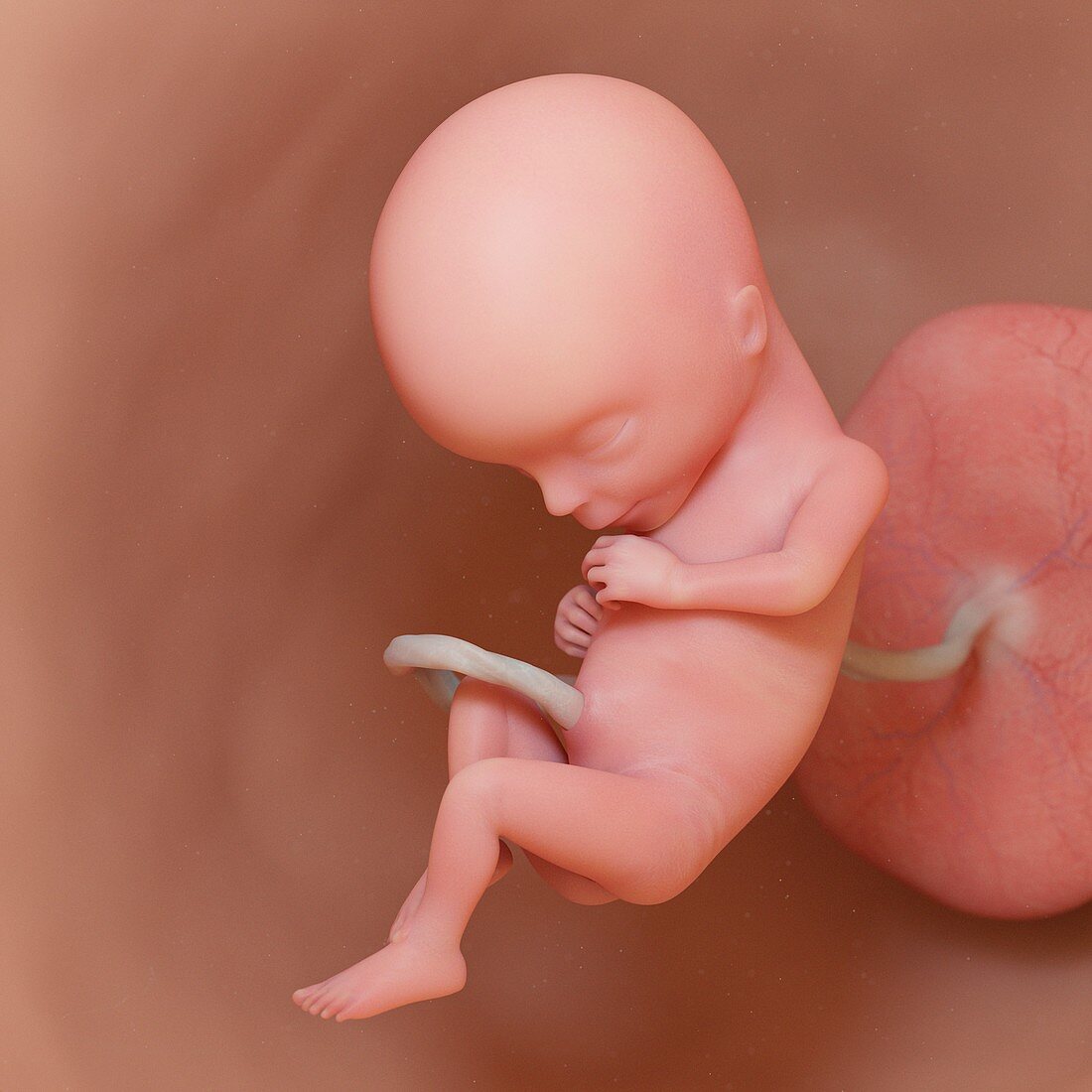Fetus at week 15, illustration