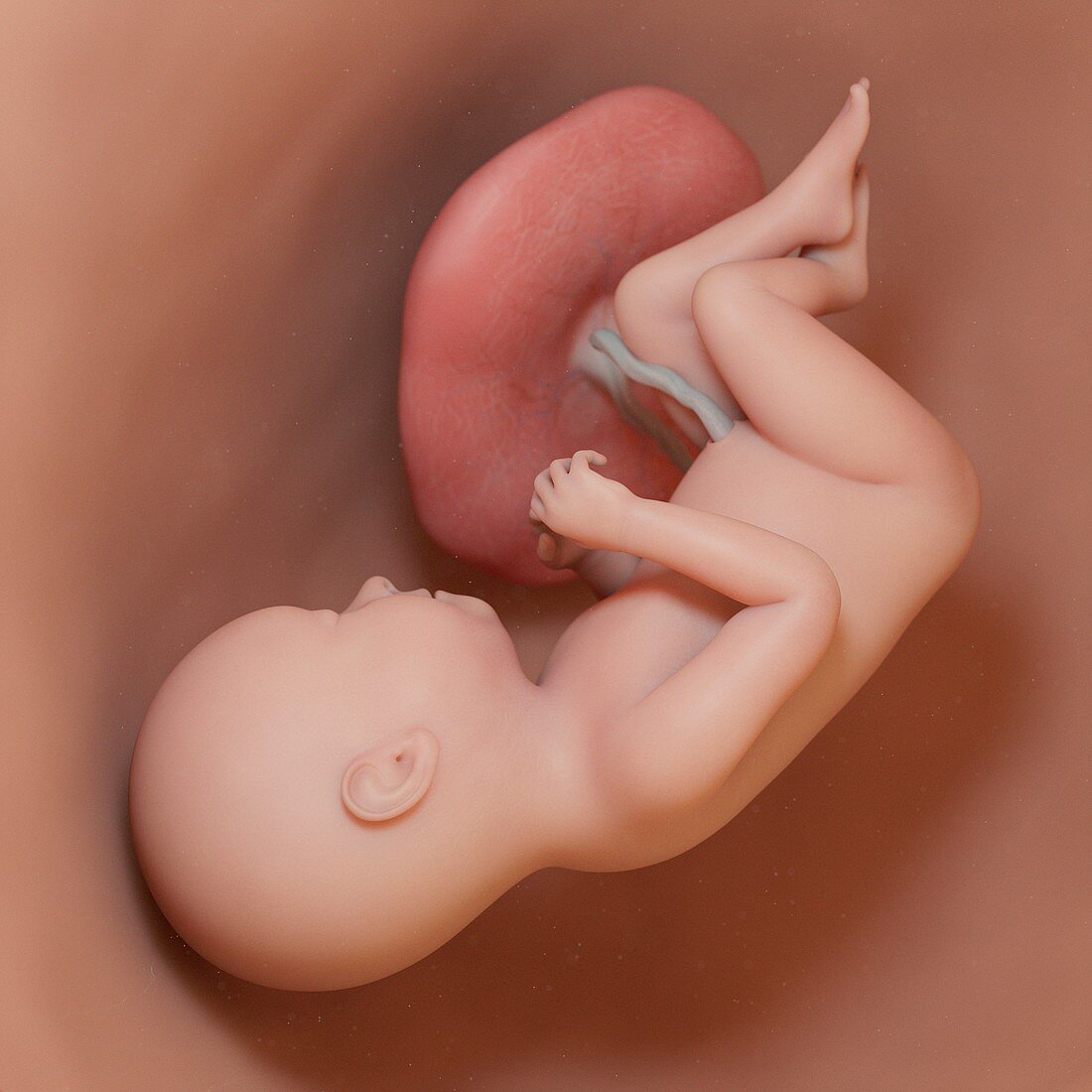 Fetus at week 37, illustration