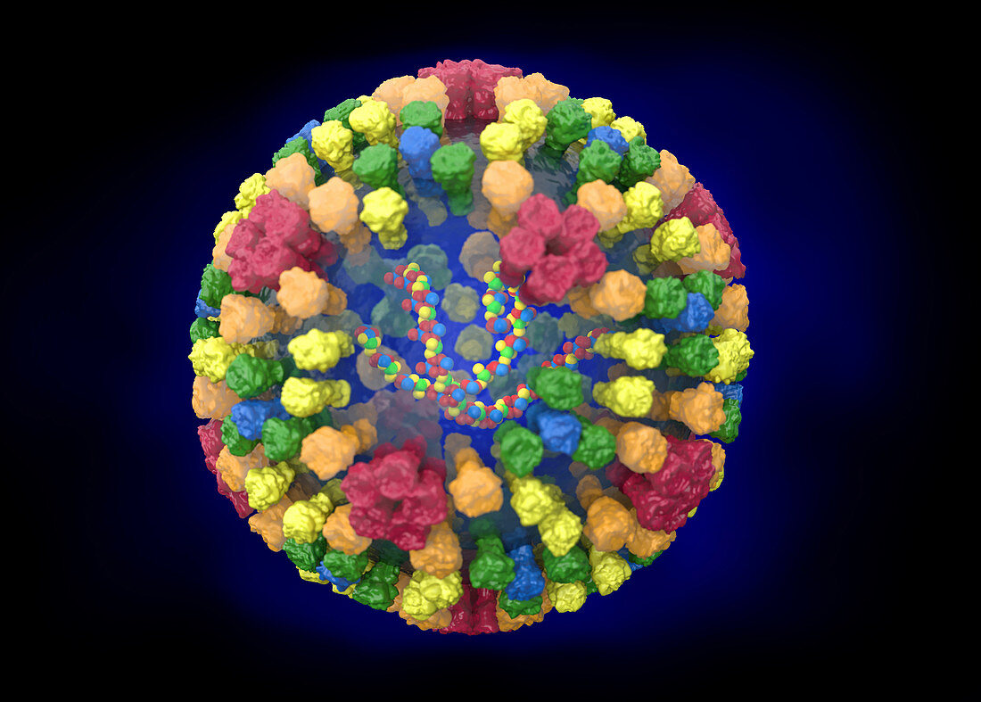 Bluetongue virus structure, illustration