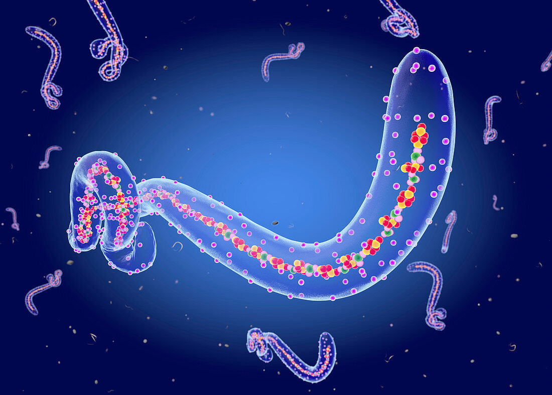 Ebola virus structure, illustration