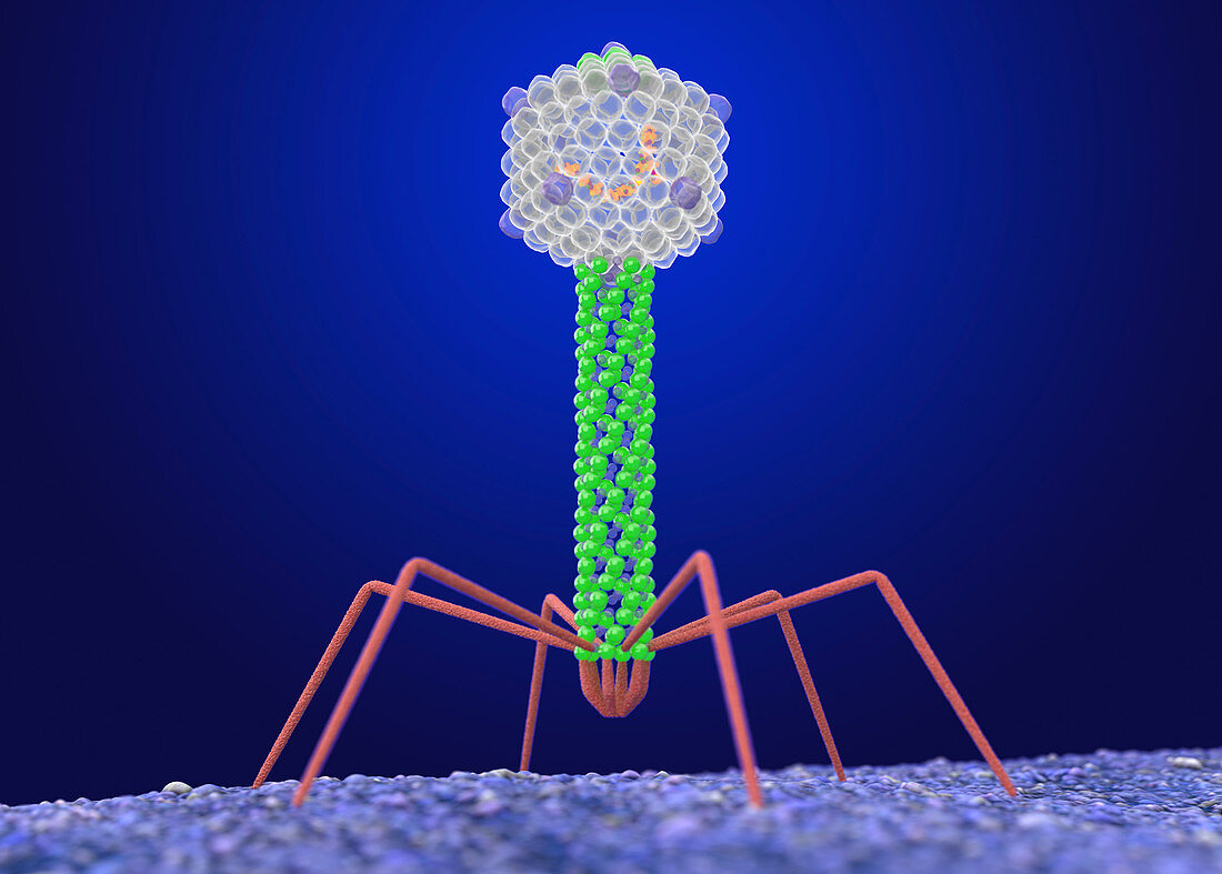 Enterobacteriaphage T4, illustration