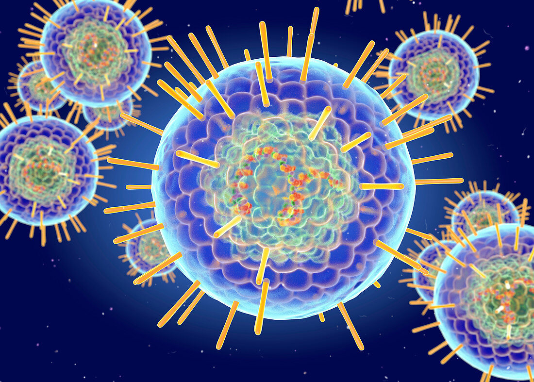 Herpes Simplex virus structure, illustration