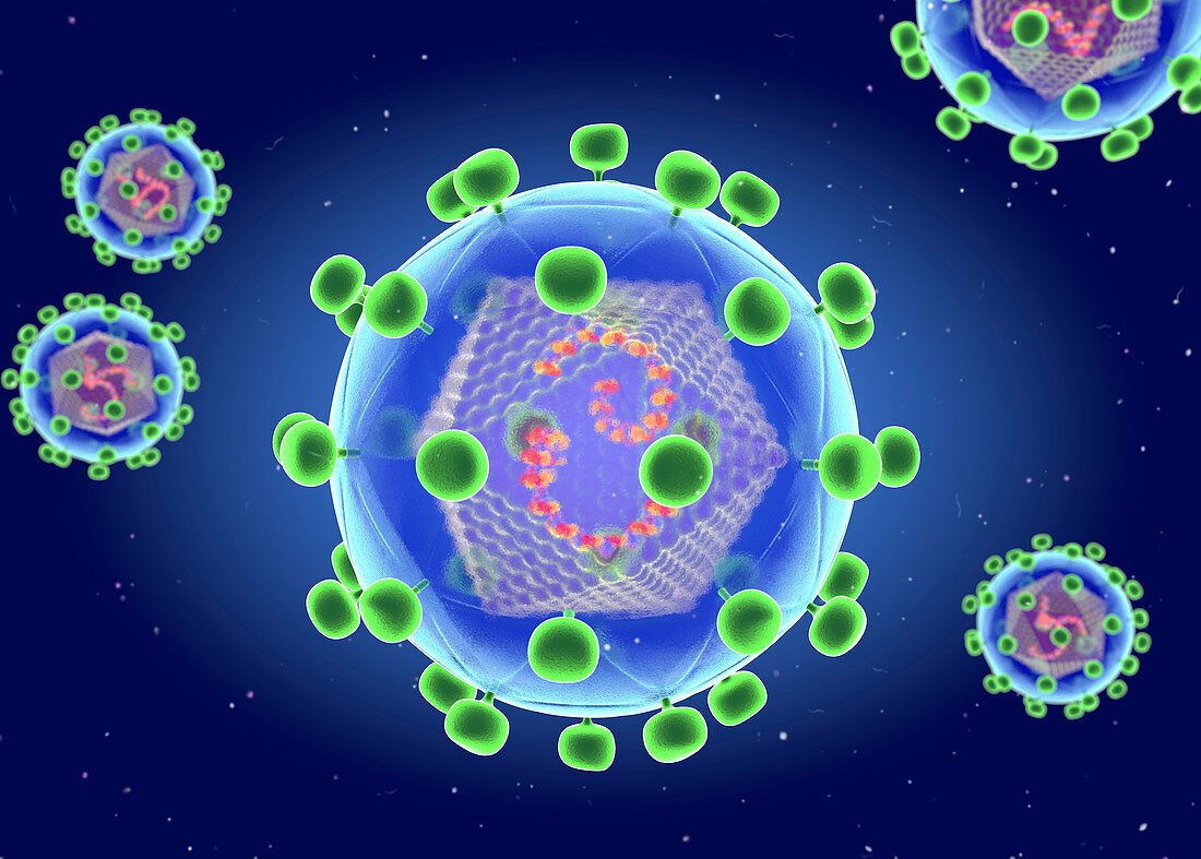 HIV structure, illustration