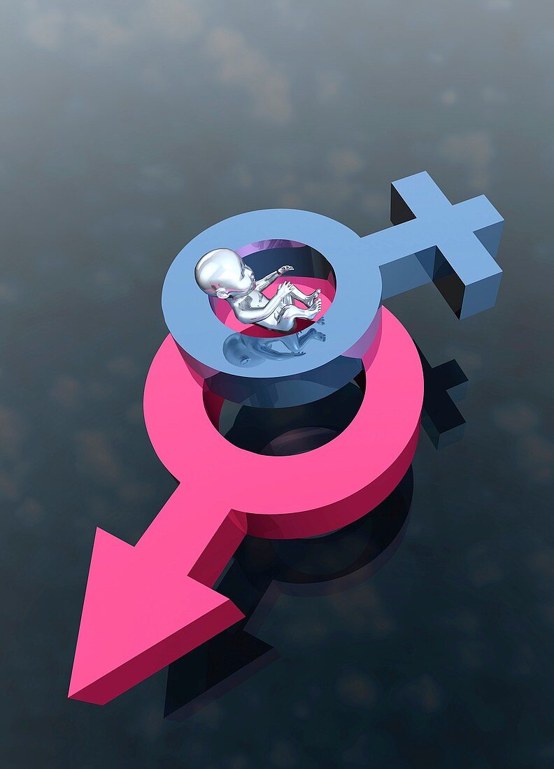 Gender symbols and baby, illustration