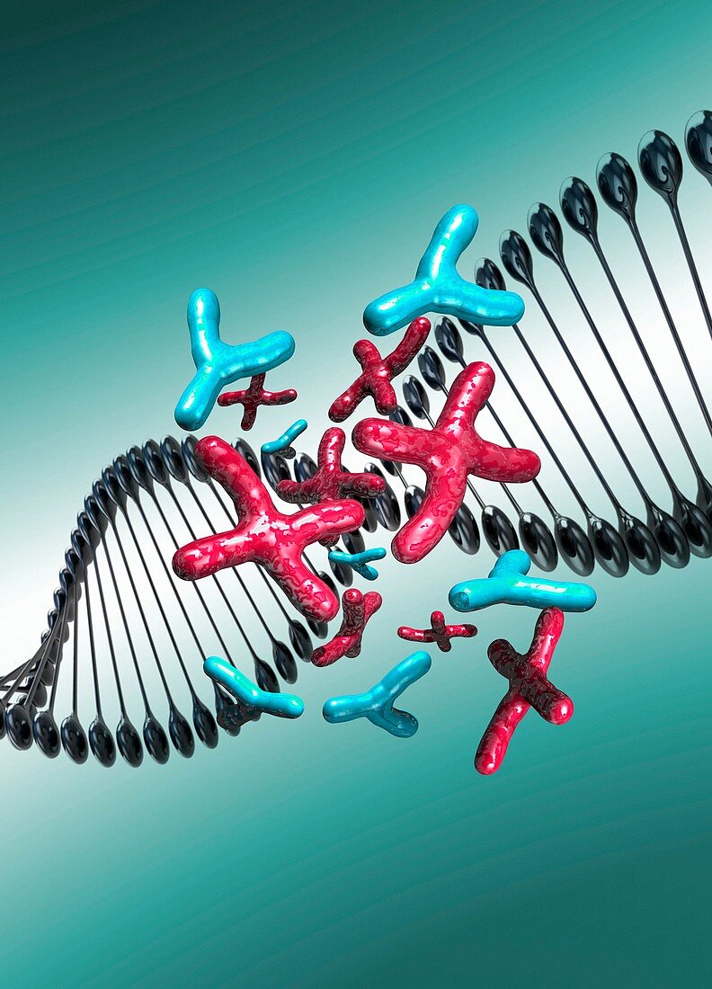 DNA with chromosomes, illustration