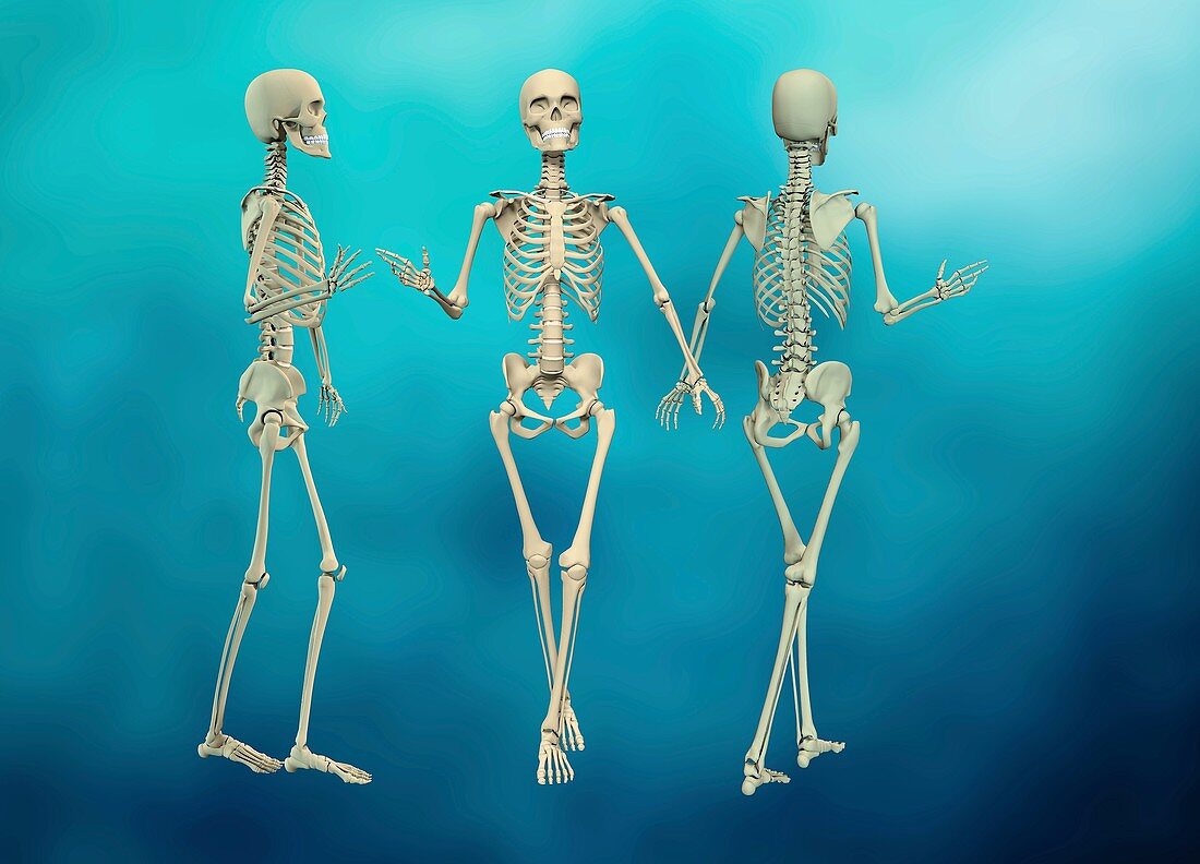 Human skeletons, illustration