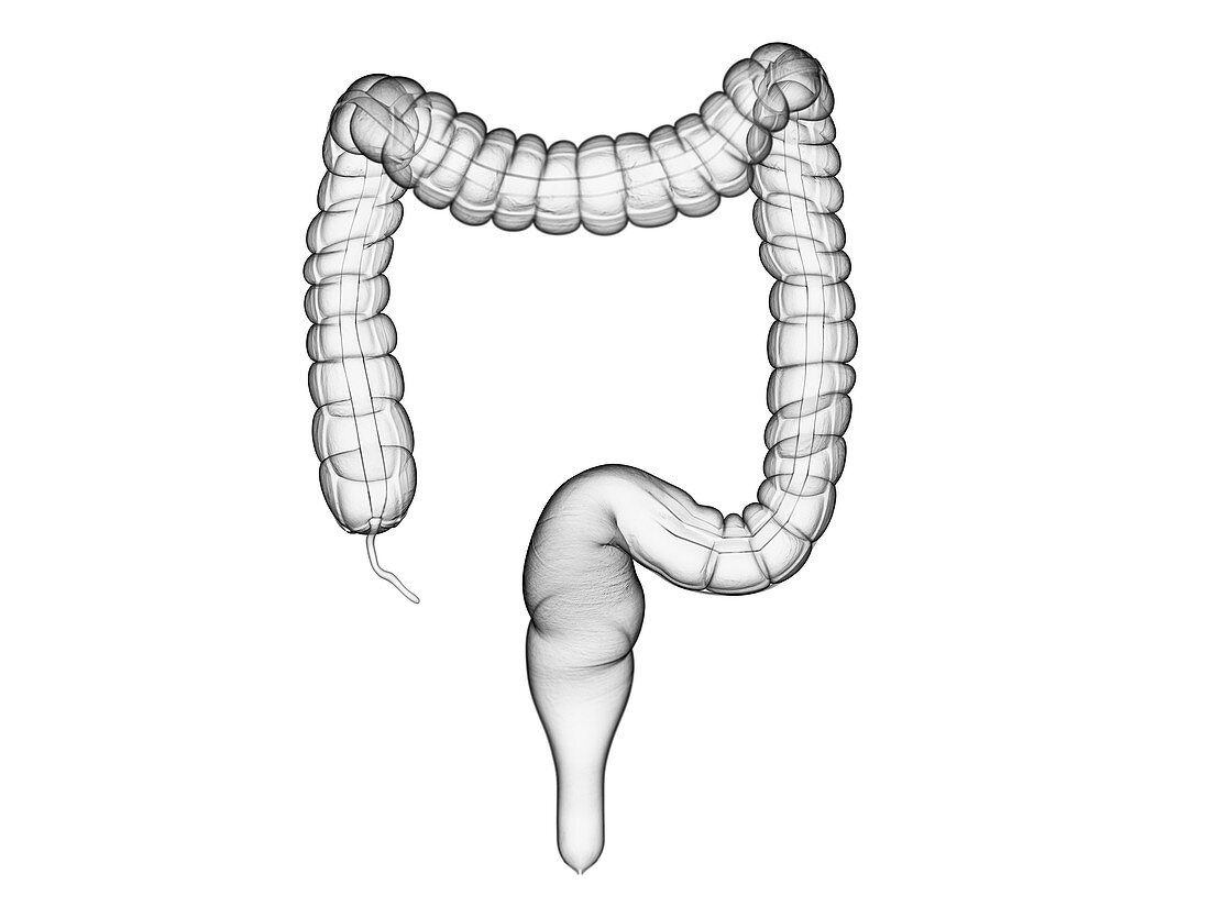 Colon, illustration