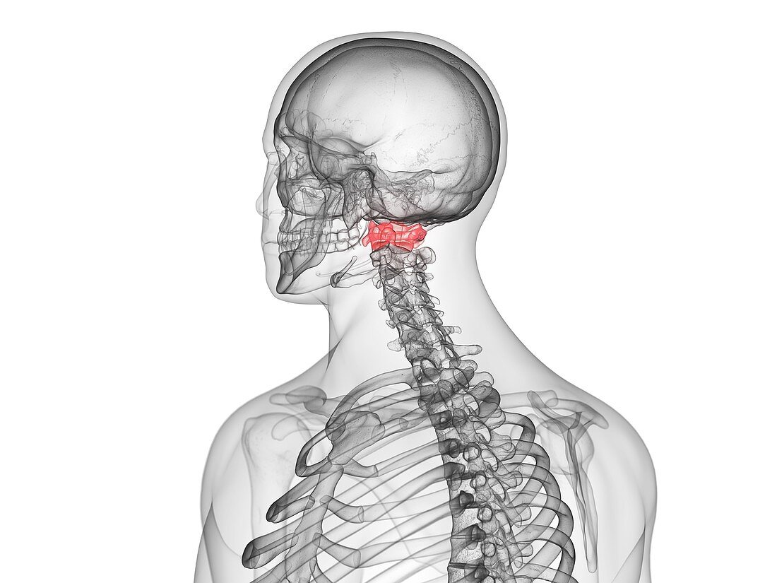Atlas vertebrae, illustration