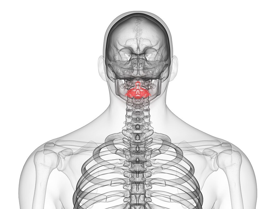 Axis vertebrae, illustration