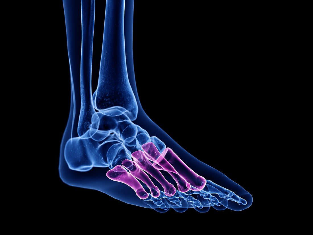 Metatarsals bone, illustration