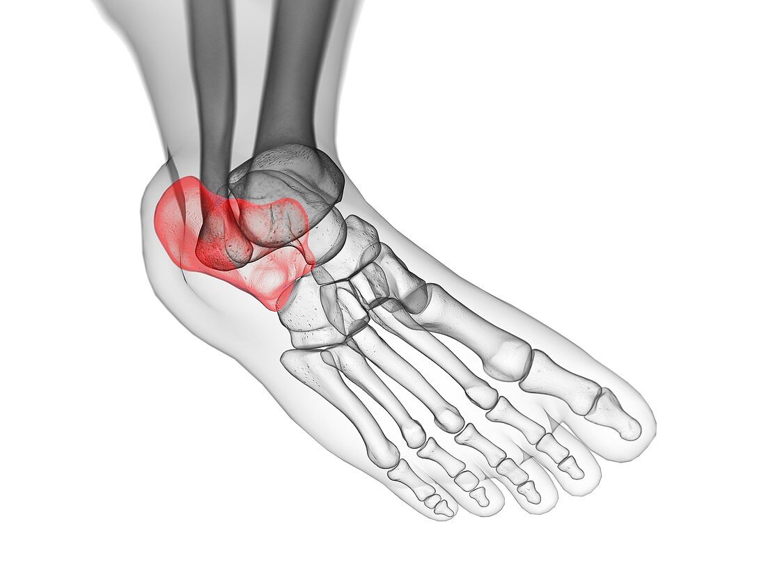 Calcaneus bone, illustration