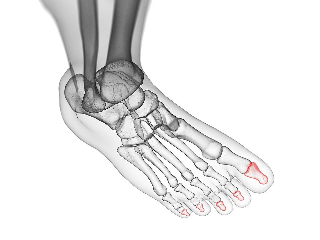 Distal phalanx bones, illustration