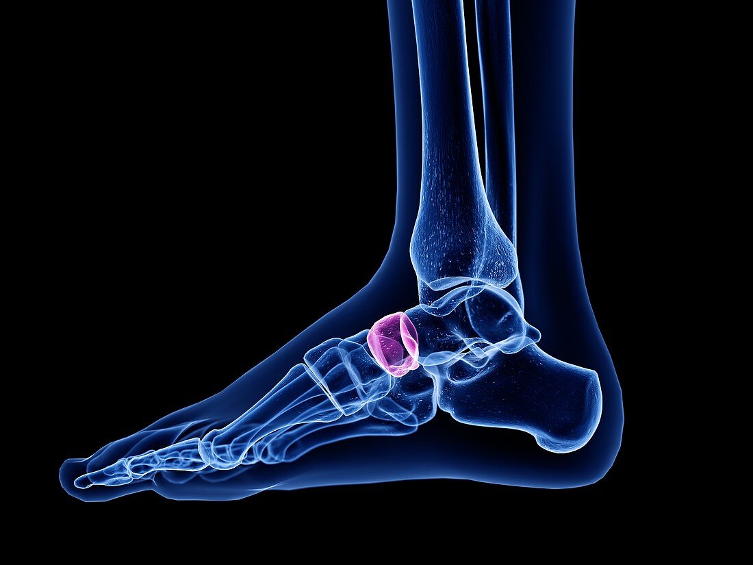 Navicular bone, illustration