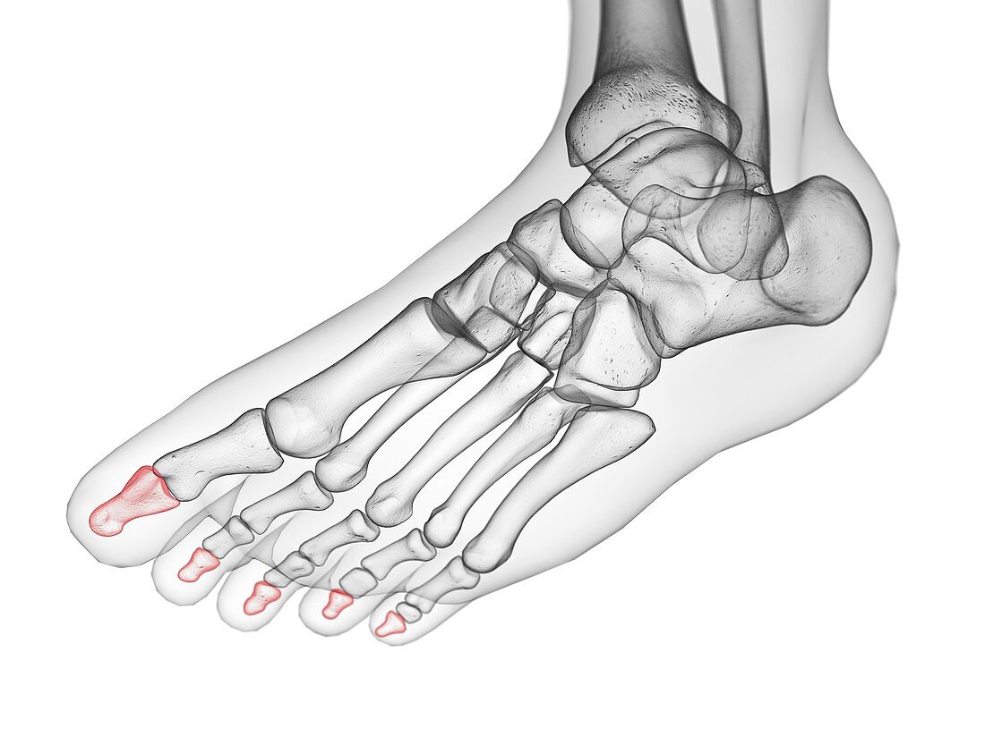 Distal phalanx bone, illustration