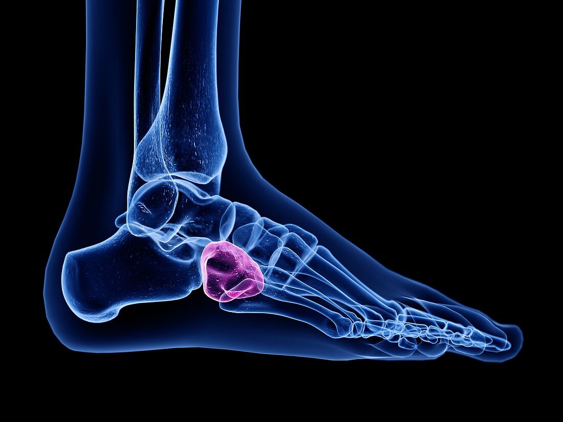 Cuboid bone, illustration