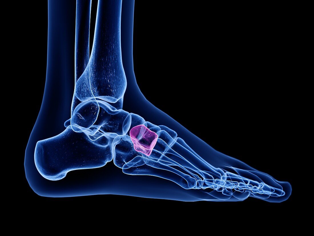 Lateral cuneiform bone, illustration