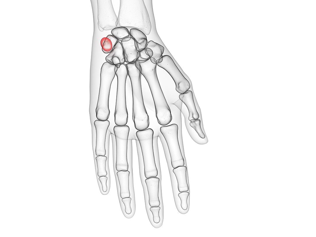 Pisiform bone, illustration