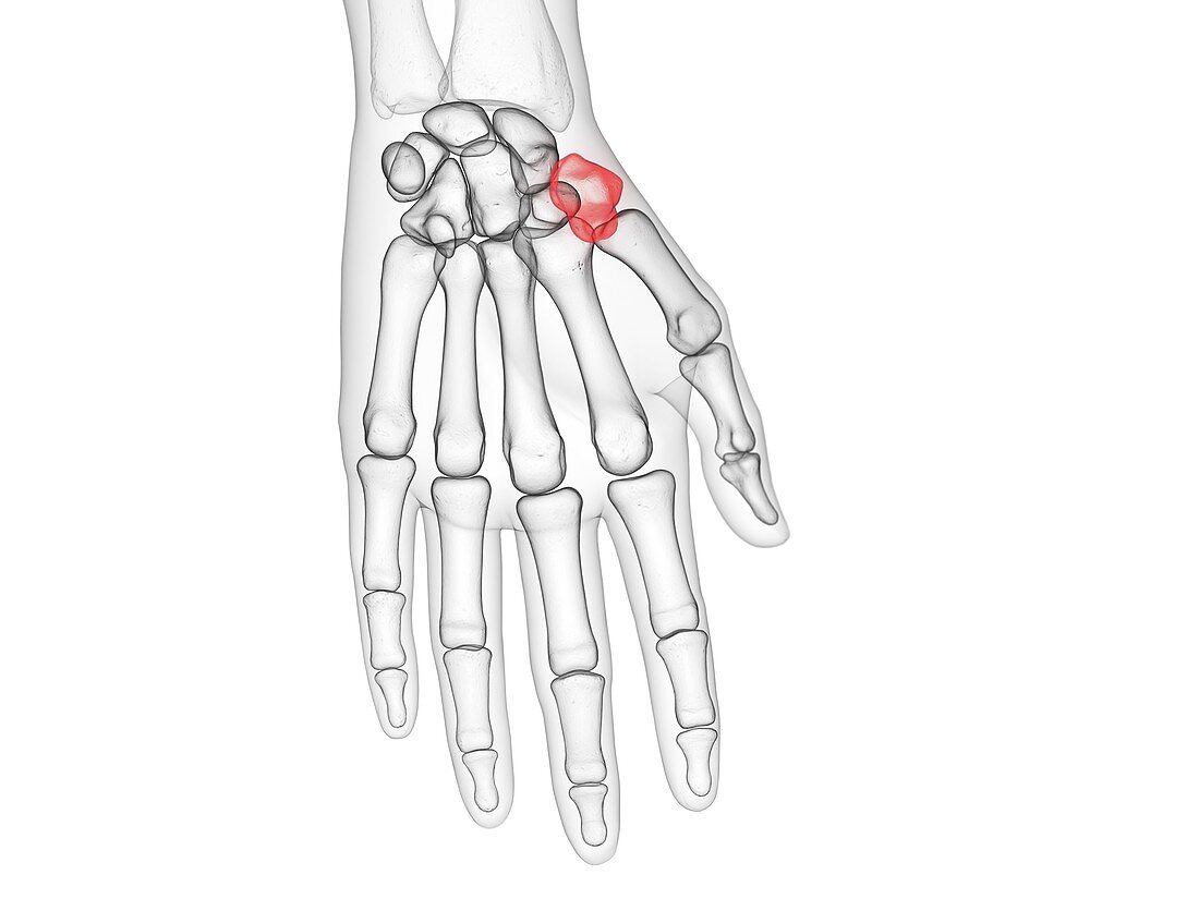 Trapezium bone, illustration