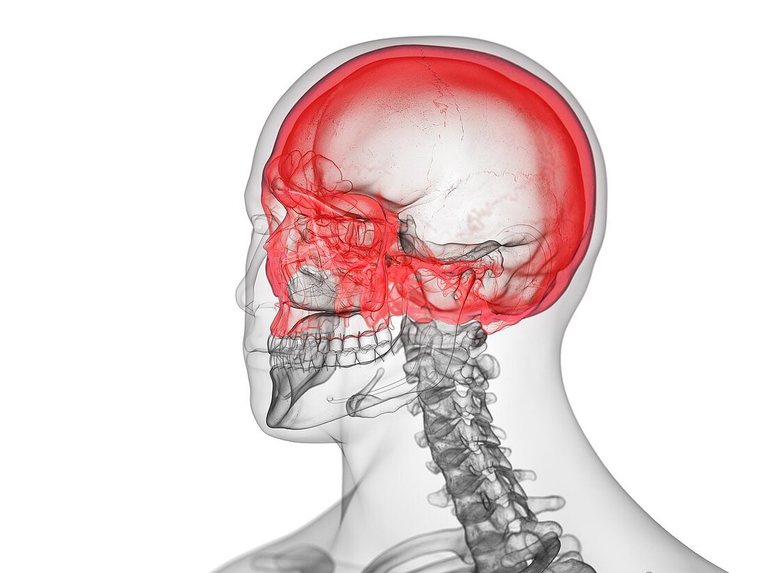 Cranium, illustration