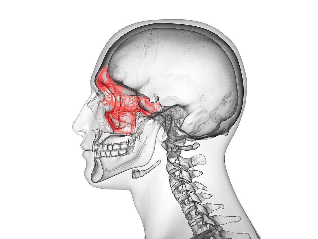 Sinuses, illustration