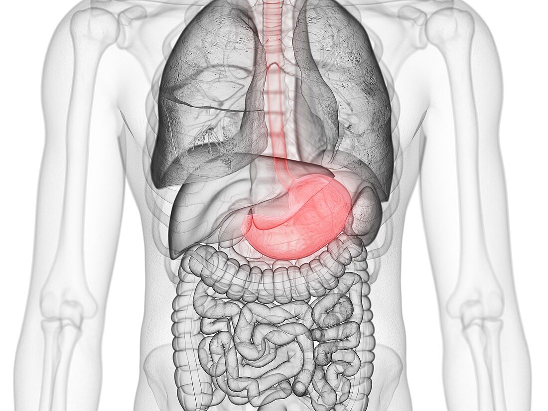 Stomach, illustration