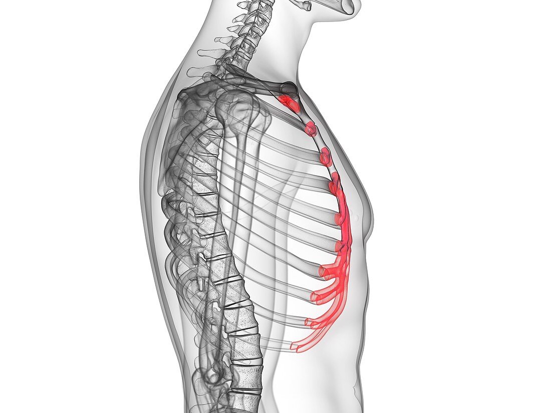 Costal cartilage, illustration