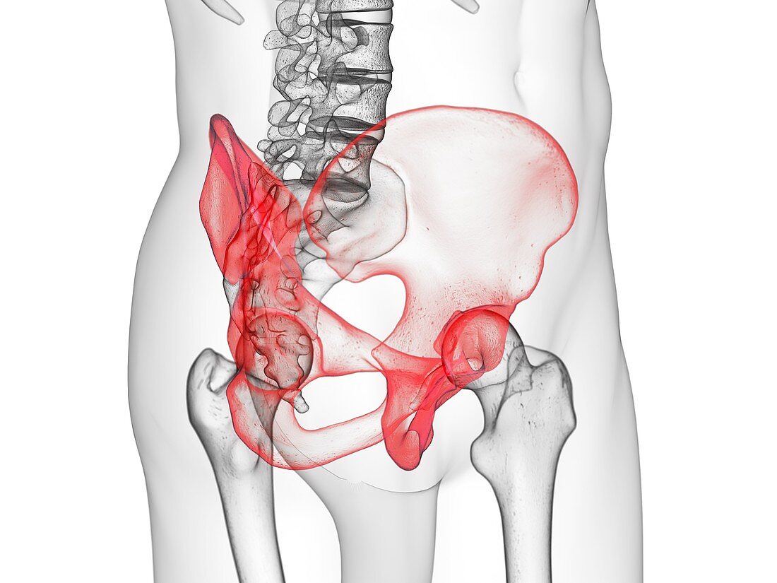 Ilium bone, illustration