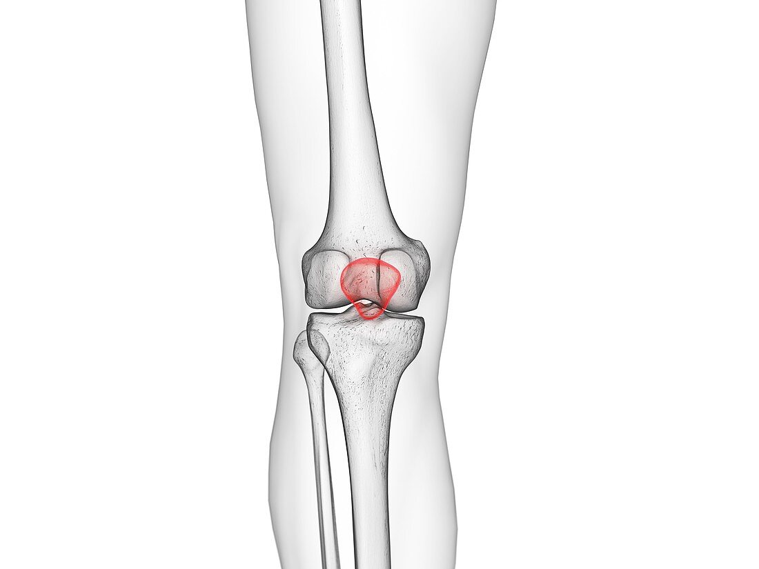 Patella bone, illustration