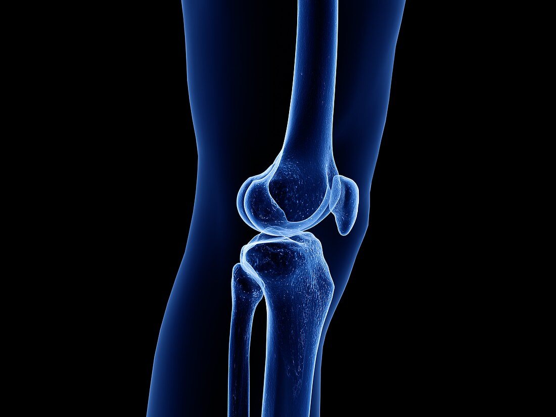 Healthy knee joint, illustration