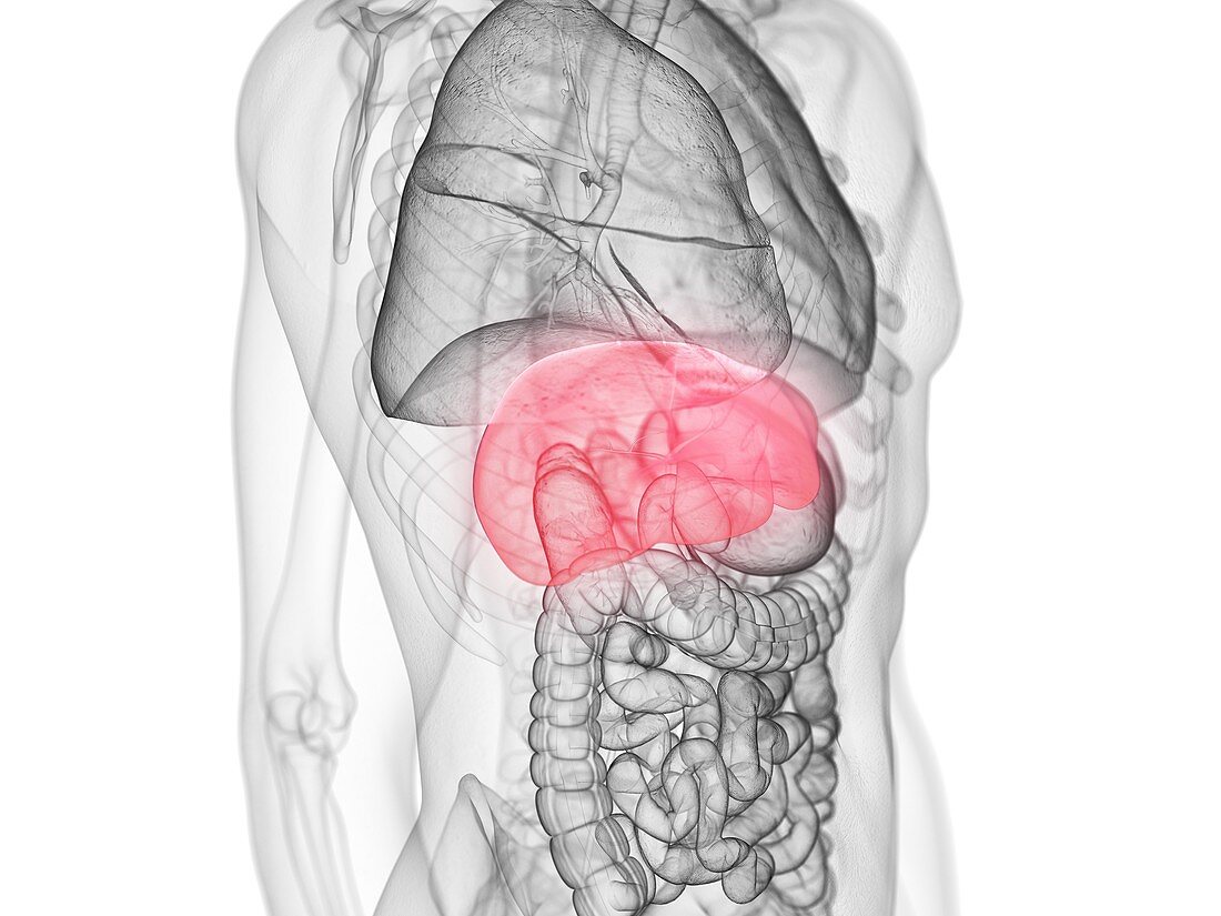 Liver, illustration