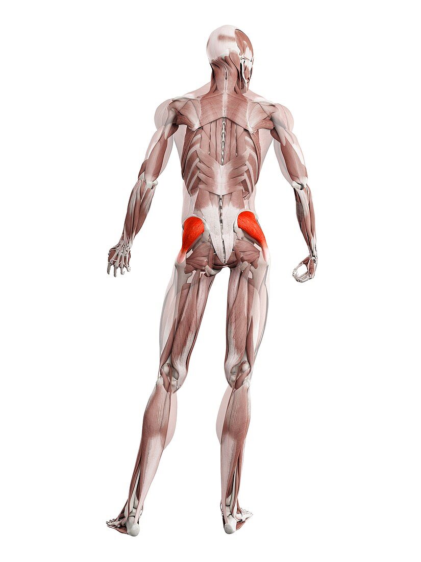 Gluteus medius muscle, illustration