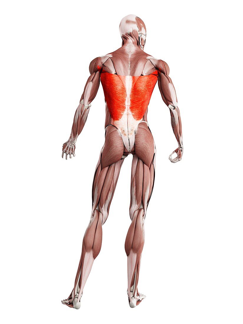 Latissimus dorsi muscle, illustration