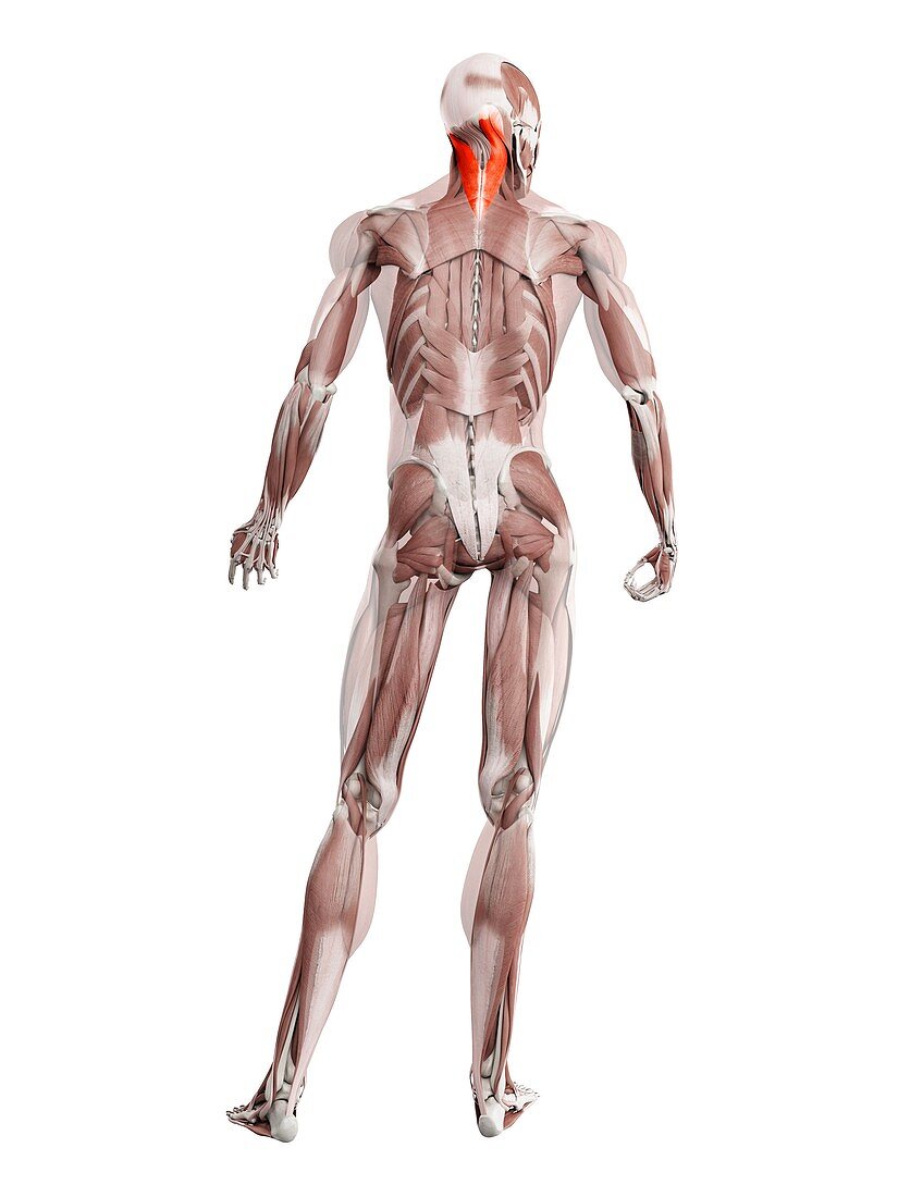 Splenius capitis muscle, illustration
