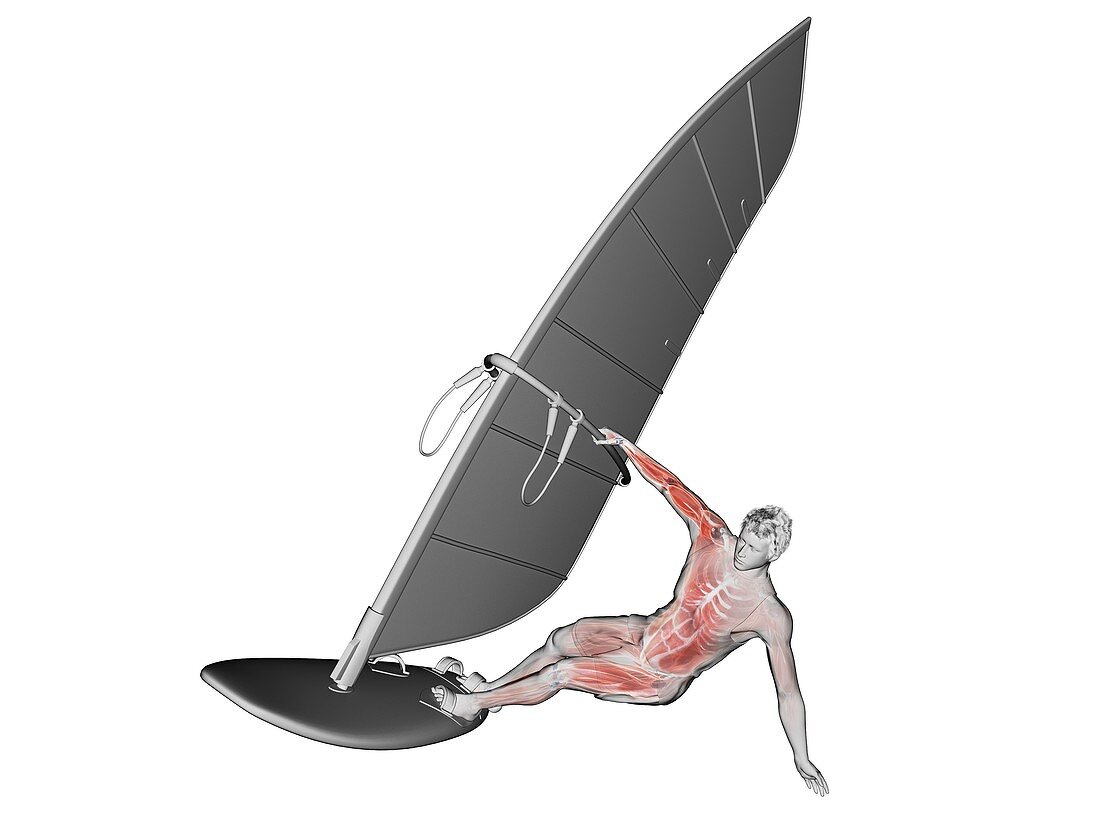 Windsurfer's muscle anatomy, illustration