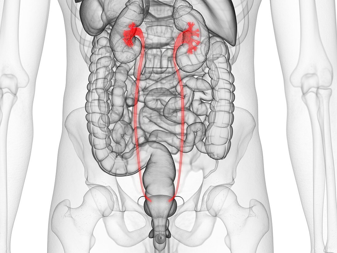 Ureters, illustration