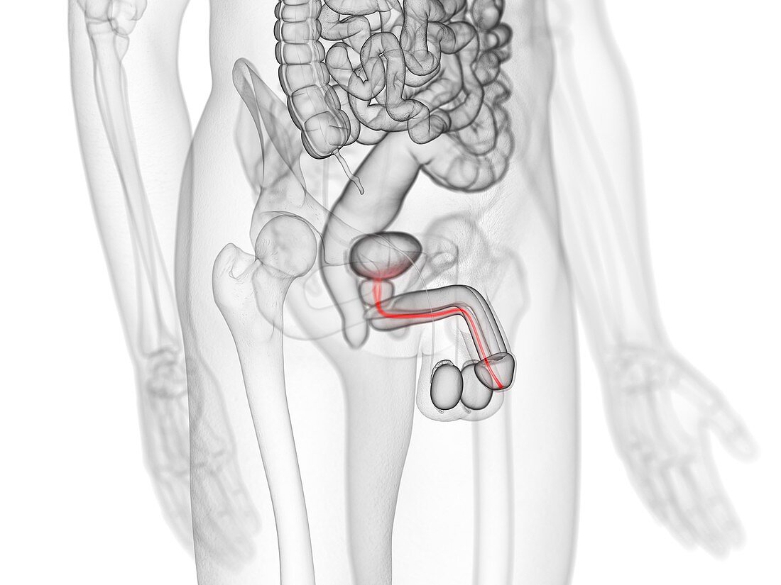 Urethra, illustration