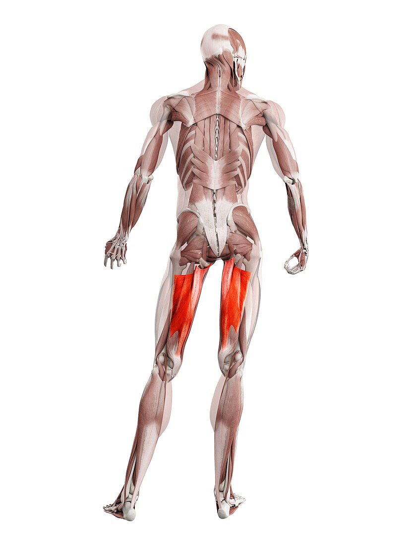 Adductor magnus muscle, illustration