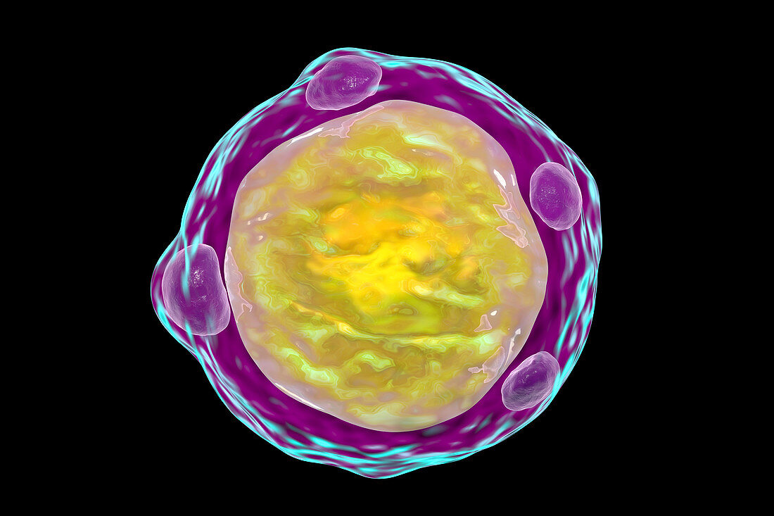 Blastocystis hominis parasite, illustration