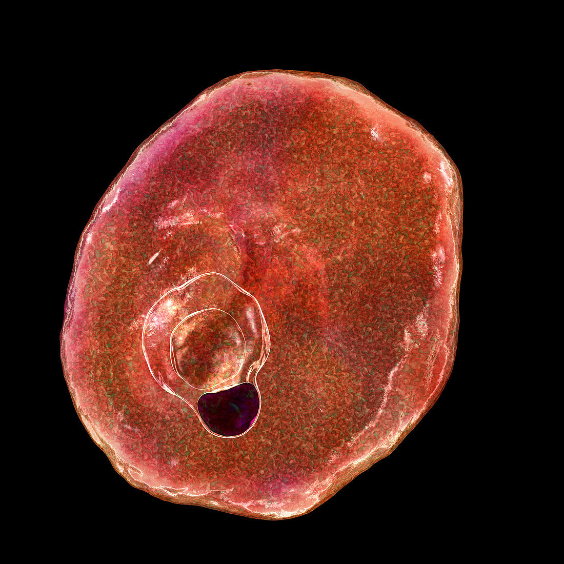 Plasmodium ovale inside red blood cell, illustration