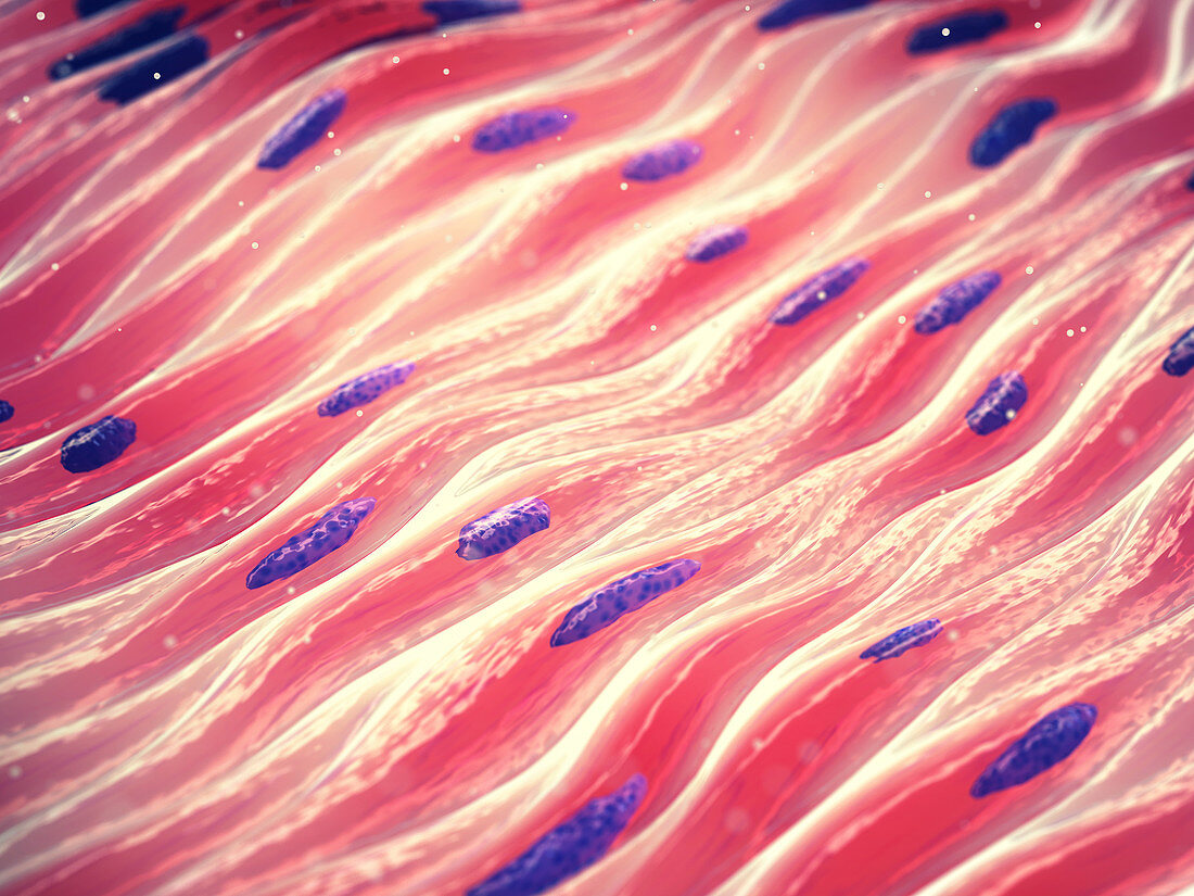 Muscle cells, illustration