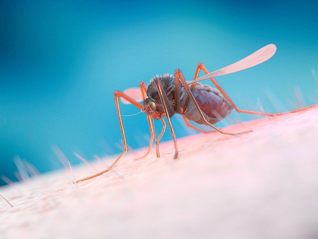 Mosquito feeding on a human, illustration