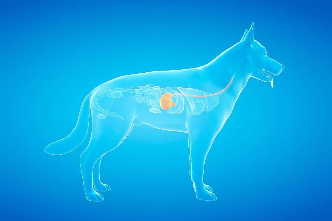 Dog stomach, illustration