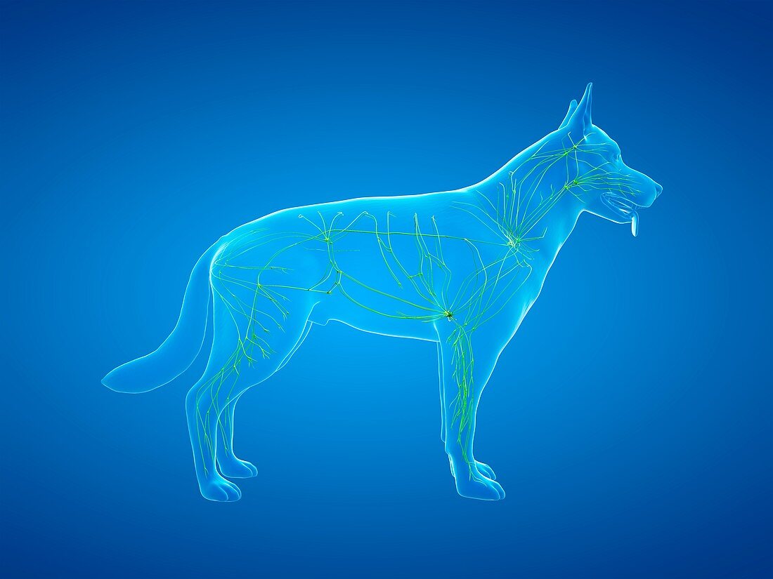 Dog lymphatic system, illustration