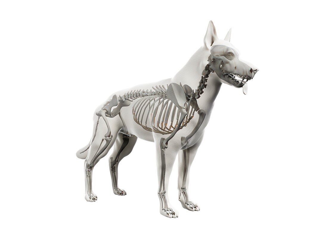 Dog skeleton, illustration