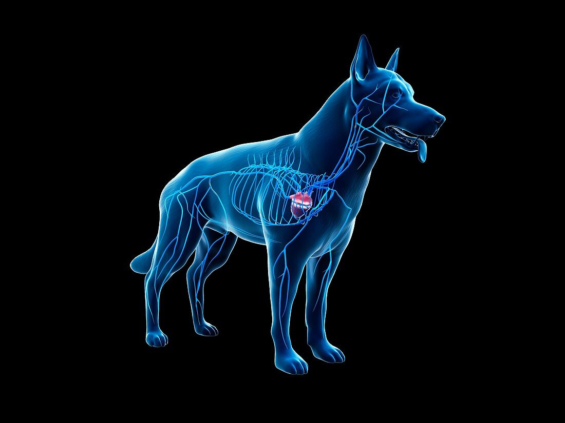 Dog veins, illustration