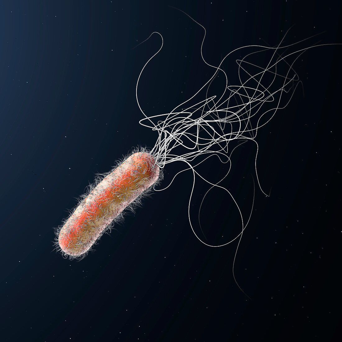 Pseudomonas aeruginosa bacterium, illustration