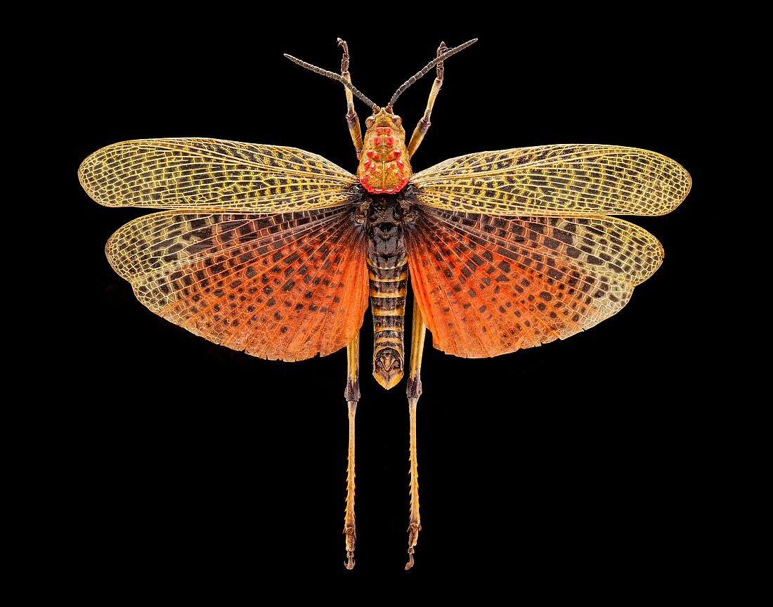 Phymateus locust