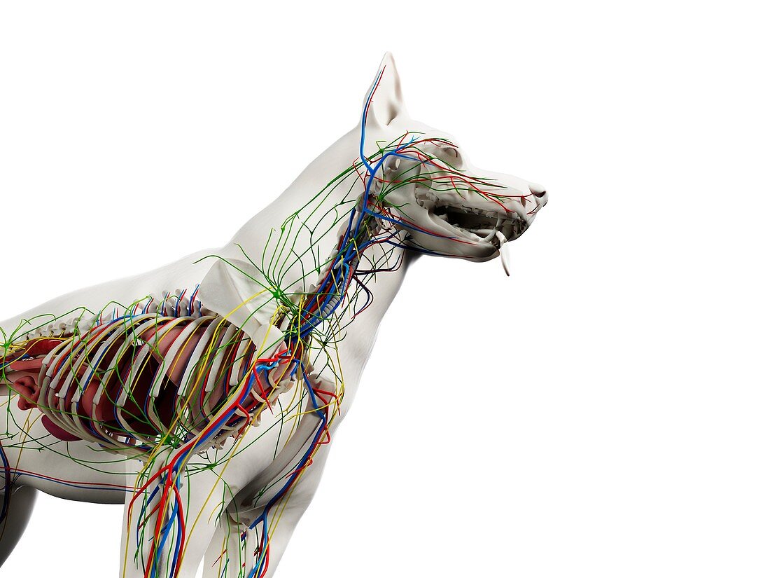 Dog anatomy, illustration