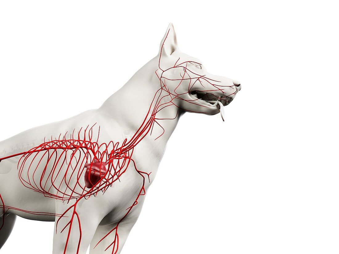 Dog arteries, illustration